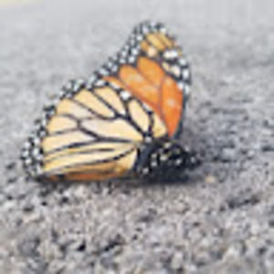 Meet your Posher, Abigail